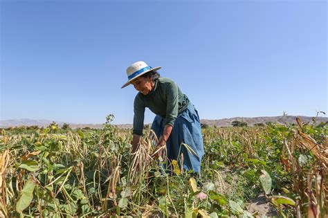 Minagri Y Agrobanco Otorgan Créditos A Pequeños Agricultores Para Nueva Campaña De Siembra 2020 2021