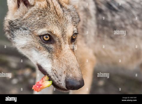 Wild Watermelon Hi Res Stock Photography And Images Alamy