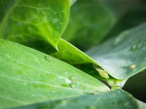 How To Get Rid Of Aphids On House Plants Planting With Shannon