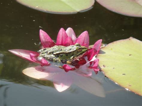 Free Images Nature Grass Plant Leaf Flower Pond Green Insect