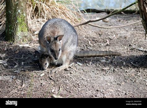 The Tammar Wallaby Is On The Endangered List Stock Photo Alamy