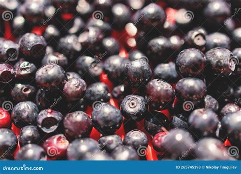 Harvested Berries Process Of Collecting Harvesting And Picking