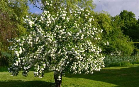 Buy Eastern Snowball Viburnum Bush Free Shipping Wilson Bros Gardens