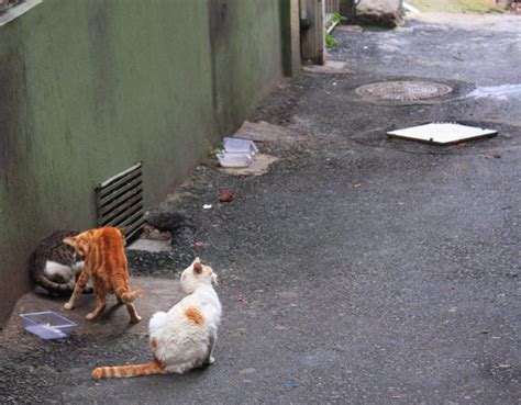 Les chats cachent ils des maladies graves Découvrez les symptômes à