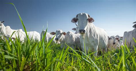 T Cnicas De Manejo De Pastagem Para Aumento Da Produ O Clube Do Gado