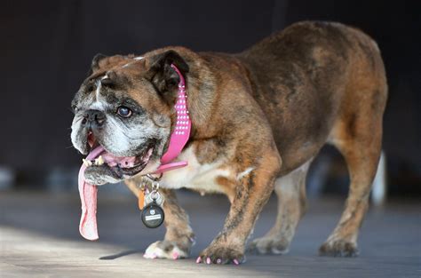 english bulldog wins  worlds ugliest dog competition teen vogue