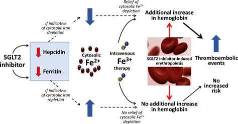 Combining Iron Supplements With Sglt2 Inhibitor Stimulated