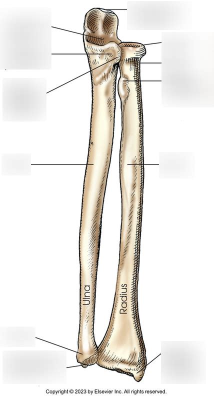 Ulna And Radius Diagram Quizlet