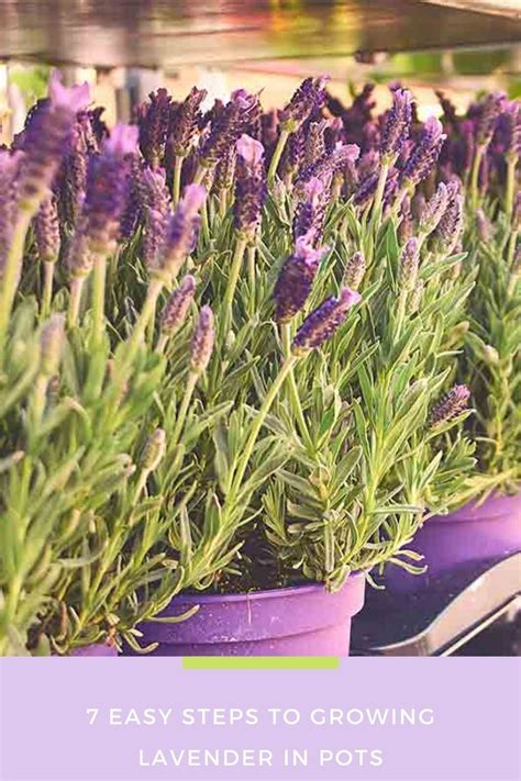 7 Easy Steps To Growing Lavender In Pots In 2021 Growing Gardens