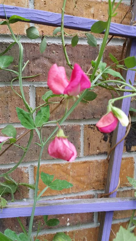 sweet peas on the trellis...still here in May 2014- because it has been ...