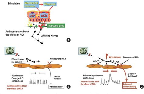 Figure 2 From Pathophysiology Of Overactive Bladder And Pharmacologic