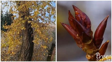 12 Different Types of Poplar Trees & Their Identifying Features