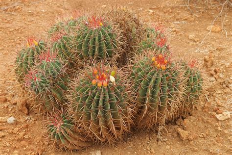 Ferocactus Pilosus