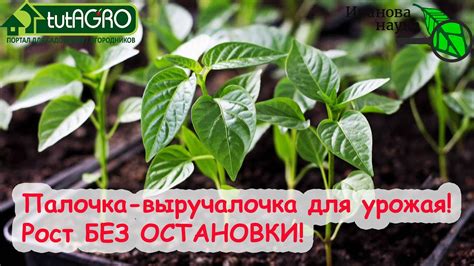 Рассада и урожай как с картинки! Это средство еще не раз выручит ...