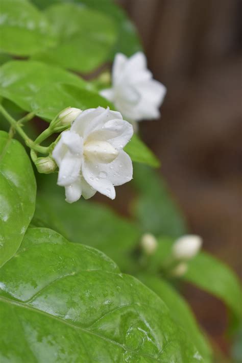 How To Use Jasmine Flowers For Scent At Mollysbradley Blog