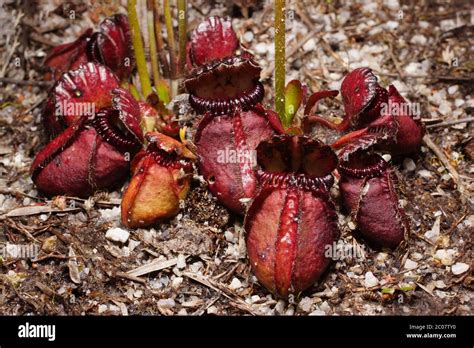 Native Australian Flora Colorful Carnivorous Red Albany Pitcher Plant