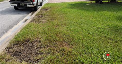 How To Identify Chinch Bugs And Chinch Bug Damage In St Augustine Grass Lawns