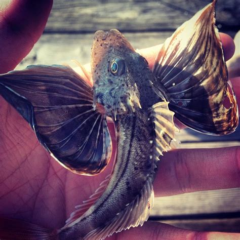 Sea Robin Striped Nick Li