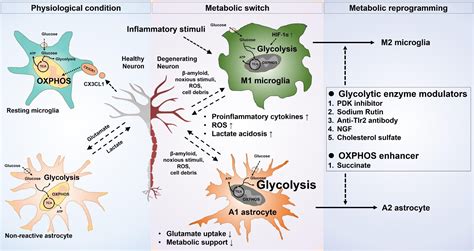 Frontiers Metabolic Regulation Of Glial Phenotypes Implications In