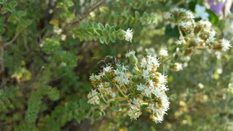 Origanum Onites L Honeybeeroutes