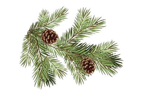 X Pine Tree Branches Png Transparent Png X Images