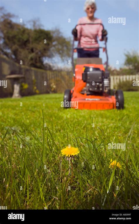 Lady Cutting Grass With Red Flymo Mower Approaching Yellow Dandelion