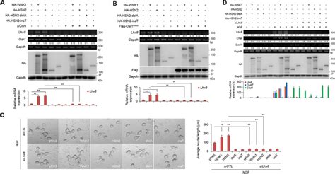 The Hsn Osr Lhx Pathway Is Important For Ngf Induced Neurite