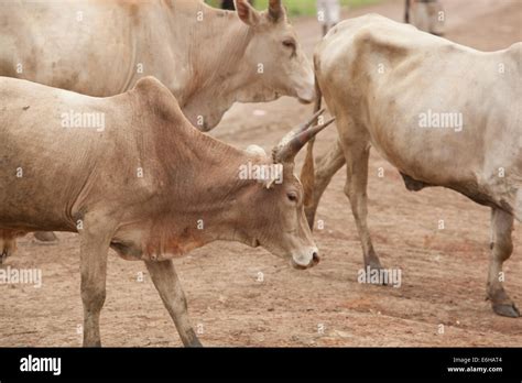 Dinka Cows Hi Res Stock Photography And Images Alamy