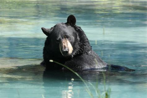 Black Bear Swimming Right Near Popular Florida Beach Has Tourists Stunned