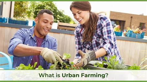 What Is Urban Farming Understanding Urban Agriculture