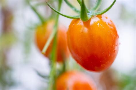 Planta De Tomates Vermelhos Maduros Frescos Pendurada No Crescimento Da