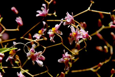 Oncidium Ornithorhynchum 08 12 16 046 Close Up Of Flower Flickr