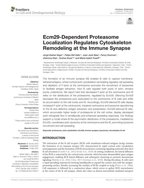 Pdf Ecm Dependent Proteasome Localization Regulates Cytoskeleton