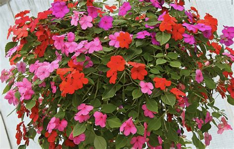 Impatiens A Garden Center Duluth Minnesota Plants Trees