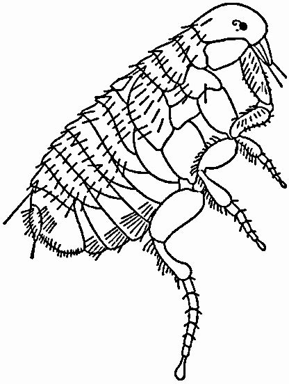 Flea Png Black And White Transparent Flea Black And Whitepng Images