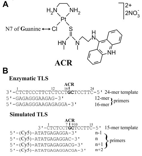 Ijms Free Full Text Processing And Bypass Of A Site Specific Dna