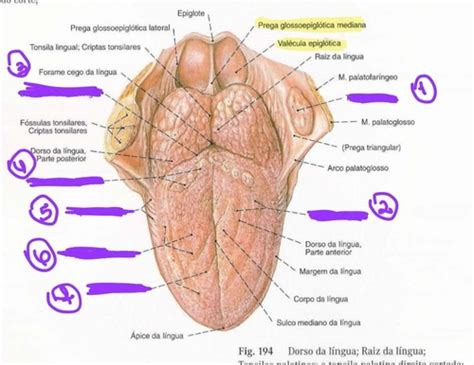 Cartões: Anatomia da língua | Quizlet