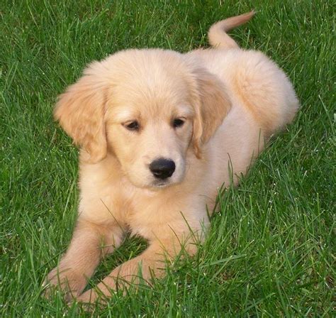 Comfort Retrievers Aka Miniature Golden Retrievers Need One Of These