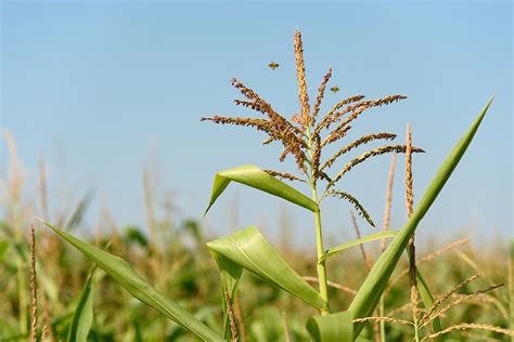 How To Pollinate—and Avoid Cross Pollinating—corn Food Gardening Network