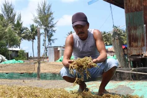 Upayakan Kehadiran Laboratorium Rumput Laut Radar Tarakan