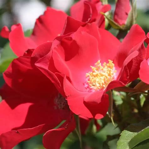 Easiest Roses To Grow For Beginners All About Roses