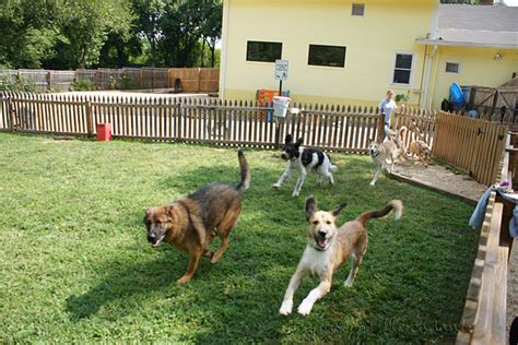 Dog Daycare Wikipedia