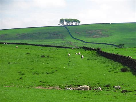 Rough Pastures Below The Elephant Trees Mike Quinn Cc By Sa