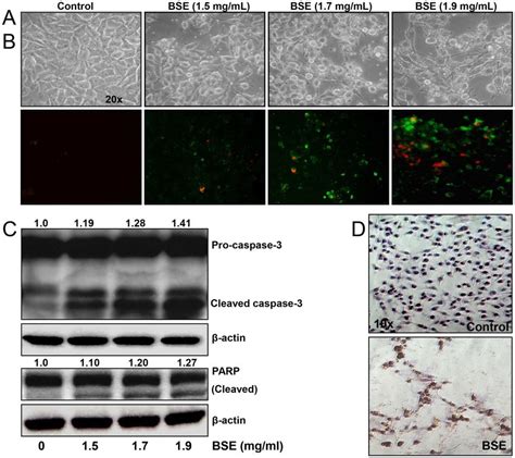 BSE Treatment Induced Apoptosis In A375 Melanoma Cells A Phase