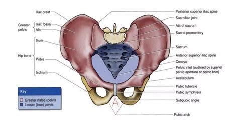 Fetal Skull And Maternal Pelvis Ppt