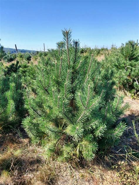 Sosna HAKOWATA Pinus uncinata KOLUMNOWA sosna górska NIESPOTYKANA 180cm