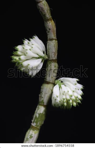 Dendrobium Purpureum Royalty Free Images Stock Photos Pictures