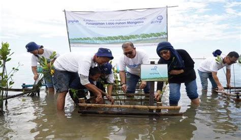 Tekan Emisi Karbon Garda Oto Tanam 1 000 Pohon Mangrove Di KBA Pulau