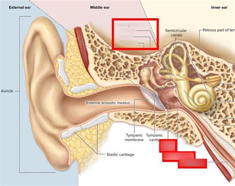 Ear Structure Middle Ear Diagram Quizlet