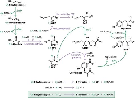 The Metabolic Pathway To Synthesize L Tyrosine From Ethylene Glycol